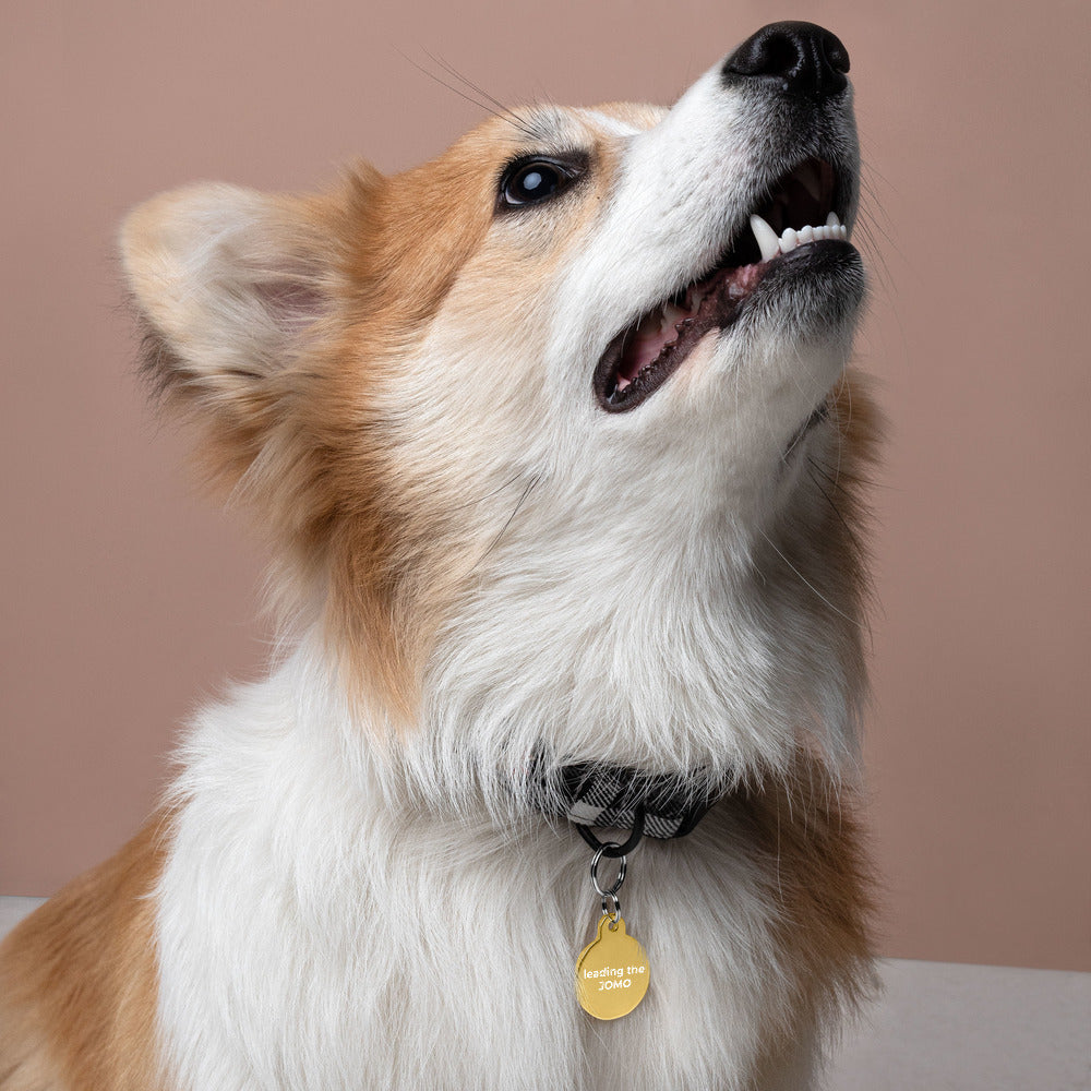 Engraved Pet ID tag